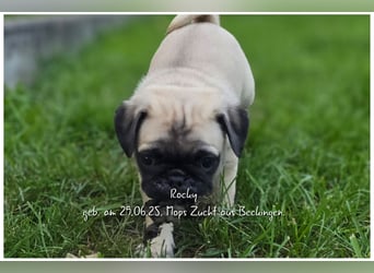 Mops Welpen