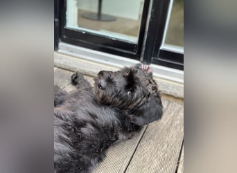 "Pumi“ – junge Schnauzer-Pumi-Mix Hündin sucht ländliches Zuhause