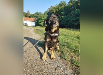 Darko Rottweiler Mischling Rüde Senior sucht Zuhause für immer oder Pflegestelle