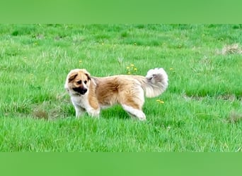 BENJI (*2024) auf Pflegestelle in 86989 Steingarten