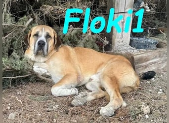 Floki1 10/2023 (ESP) - ausgeglichener, großer Mastín Español sucht Rassefans!