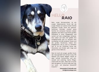 Raio sucht seinen Hof