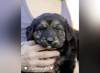 Danny,Debbie, Diddie, Donald und Devito suchen ein Zuhause