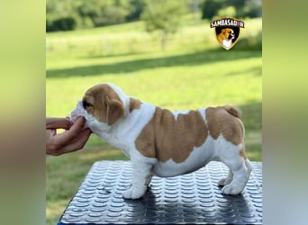 Englischen Bulldogge