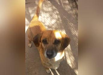 Tolo - freundlicher, verträglicher Senior - keine Kinder, keine Katzen / z.Zt. noch in Rumänien