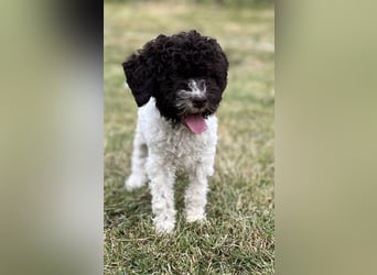 Lagotto Romagnolo – Hochwertige Welpen aus der registrierten Zuchtstätte King of the Truffles