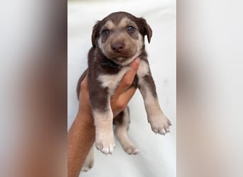 Selma - welpentypisch aktive, verspielte Siberian Husky-Mix Hündin / z.Zt. noch in Rumänien