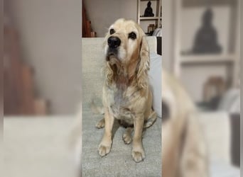 Cockerspaniel Hündin Mella ist der perfekte Familienhund