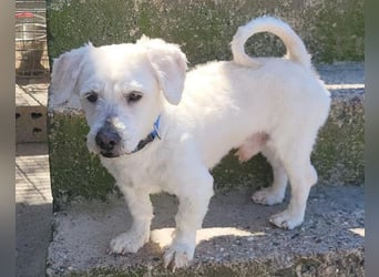 Teddy ❤️ lieb, aktiv - Malteser-Mix Rüde
