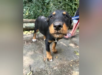 Alexa, geboren 16.03.2025, 21cm sucht ihr Zuhause
