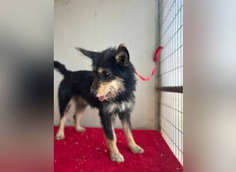 Ledi, Schnauzer-Mix, Hündin, geb. 02.04.2023, ca. 42 cm