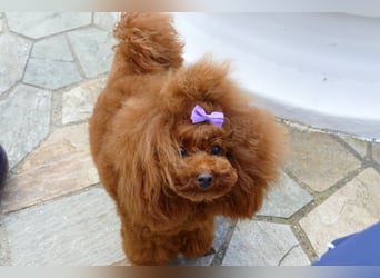 Wunderschöne Havapoo Welpen ähnlich Maltipoo (Toypudel/Zwergpudel + Havaneser)