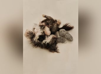 Rocky Shih Tzu Mischling sucht liebevolles Zuhause