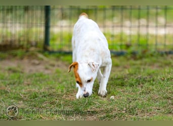 Peachy, bezaubernde Parsen Jack Russell Terrier - Mix Hündin