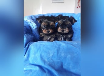 Yorkshire Terrier Welpen black and tan mit Ahnentafel
