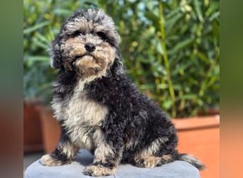 Cavapoo welpen