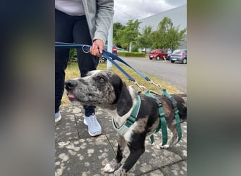 Merlin sucht eine liebevolle Familie