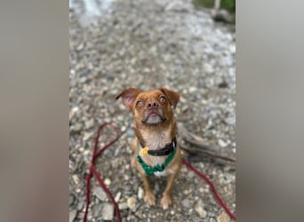 süße kleine Chihuahua-Pekinesen Mischlings-Hündin Evi sucht .....