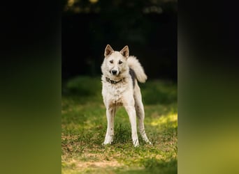 Sanfte Tika sucht liebevolles Zuhause