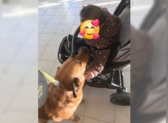 Daisy, familienfreundliche Traumhündin