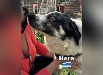 Hera , 09/23 - fröhliches liebes Mädel auf Heimatsuche