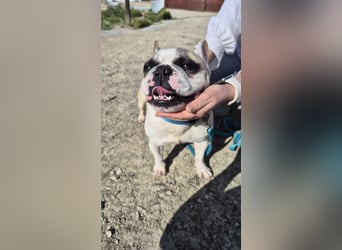 Sultan, unser Knutschgesicht