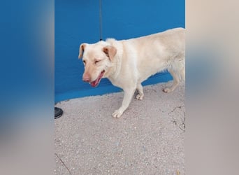Laika, hofft auf ihre Ausreise ins Glück