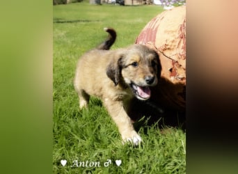 Annie und ihre Geschwister suchen ein Zuhause