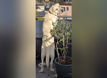 Der hübsche Marlon sucht ein neues Zuhause