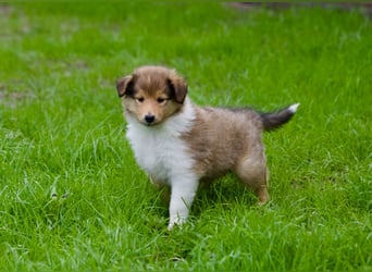 Wundervolle Collie-Welpen suchen ein liebevolles Zuhause