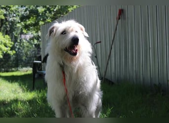 Yuki, Schnauzer-Mix, geb. 2022, schüchterner Rüde sucht freundlichen Zweithund