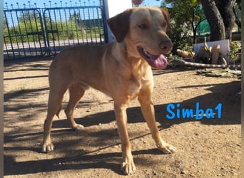 Simba1 geb. 03/2024 (ESP) - aufgeschlossener, verspielter und sozialer Labrador-Mischling!