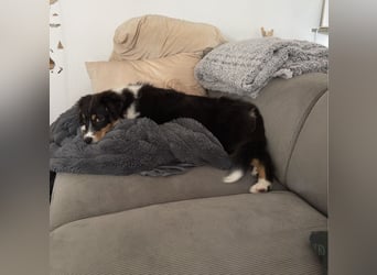 Australian Shepherd Hündin