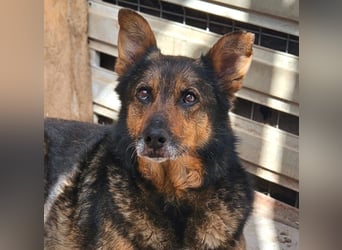 Maya - freundliche, kluge, ruhige Schäferhundmix-Seniorin / z.Zt. noch in Rumänien