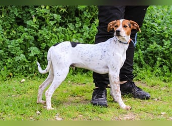 Rio, Mix Beagle / Jack Russel Terrier, lieb und verträglich