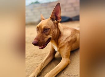 Hanni1 10/2021 (ESP) - anhängliche, gesellige und fröhliche Labrador-Podenco-Mix Hündin!