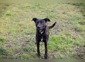 FRITZI - der neugierige, temperamentvolle Rüde geht schon toll an der Leine und möchte viel erleben