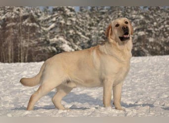 Labrador Welpen mit Ahnentafel, abzugeben ab Mitte /Ende Mai