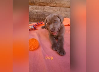 Labrador Aussiedor Welpen  in silber und silber merle aus liebevoller Zucht