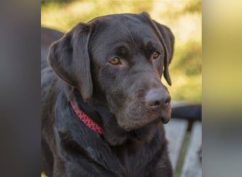 Labrador Deckrüde mit ZZL, decksicher, reinerbig braun chocolate nach FCI Standard, kein Verkauf!