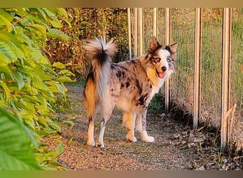 Traumhund: ruhiger & verschmuster Border Collie