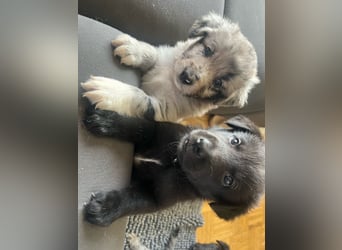 Süße Border Collie -Mudi mix Welpen