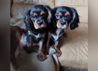 Kavalier king charles spaniel Welpen