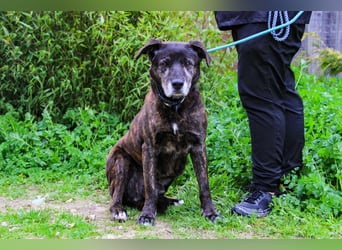 Nero, Mix Schäferhund / Castro Laboreiro, lieb und sozial