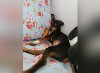 Emma wünscht sich ein eigenes Körbchen
