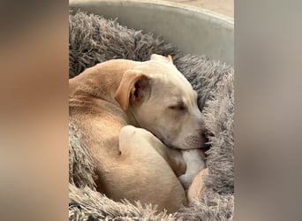 Francesco – sanfter Herzenshund auf der Suche nach seinem Platz im Leben