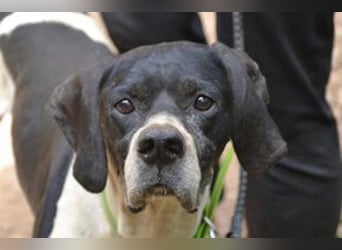 Honey-Bunny, einer von vier Hunden, die dringend ein neues Zuhause benötigen