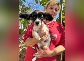 Letty, geboren 30.03.2025, 24cm sucht ihr Zuhause