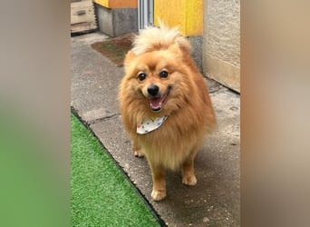 Charlie SR - Süßer Schatz sucht liebevolles Zuhause!