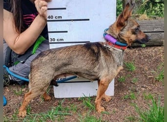 Uschka, Pinscher Mischling